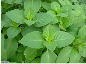 Basil-Leaves-Tulsi